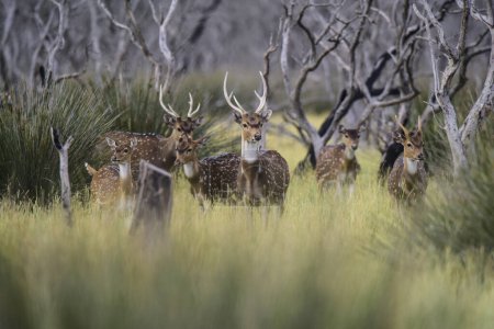 Cerf repéré dans l'environnement de la forêt de Calden, province de La Pampa, Patagonie, Argentine.