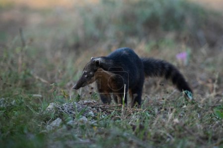 Coati Sudamericano, en busca de insectos, Pantanal, Brasil