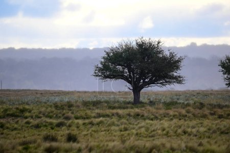 Pampas tree landscape, La Pampa province, Patagonia, Argentina.