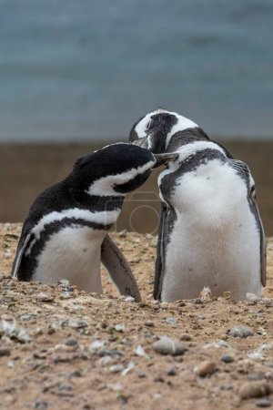 Magellanic penguin, Caleta Valdes, peninsula Valdes, Chubut Province, Patagonia Argentina