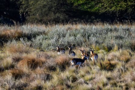 Antilope de Blackbuck dans la plaine de Pampas, province de La Pampa, Argentine