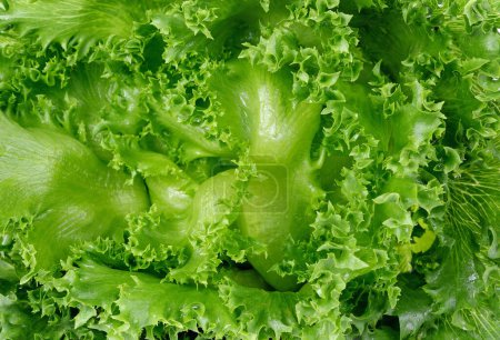 Photo for Fresh green lettuce leafs, food background - Royalty Free Image