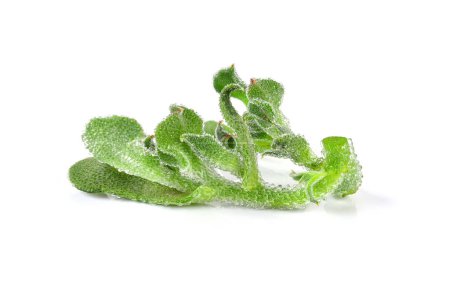 Téléchargez les photos : Plante de glace légume feuille verte isolée sur fond blanc. - en image libre de droit