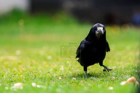 Photo for A Rook bird is a large gregarious black-feathered bird, distinguished from similar species by the whitish featherless area on the face. - Royalty Free Image
