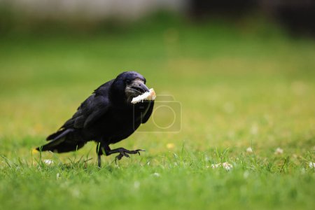 Photo for A Rook bird is a large gregarious black-feathered bird, distinguished from similar species by the whitish featherless area on the face. - Royalty Free Image