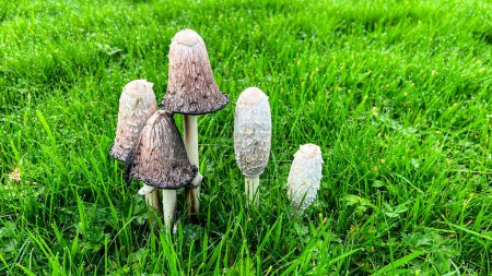 Téléchargez les photos : Champignons WIld poussant sur l'herbe normale en automne - en image libre de droit