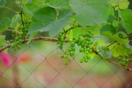 Téléchargez les photos : Jeunes vignes vertes poussant sur une clôture avec un fond doux. Concept de viticulture et de production viticole - en image libre de droit