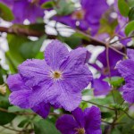 Vibrant purple clematis flowers in full bloom in the garden. Floral beauty and gardening concept
