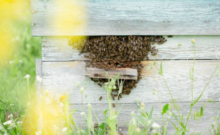 Active beehive on rustic wooden planks amidst lush greenery, with bees entering and exiting, on the background of a green garden