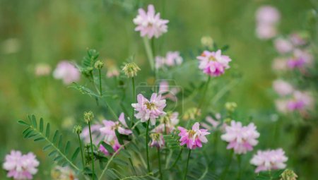 Soft focus of delicate pink Trifolium repens wildflowers in a lush meadow, symbolizing gentle beauty. Floral beauty and gardening concept