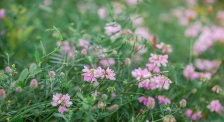 Sanfter Fokus von zartrosa Trifolium repens Wildblumen in einer saftigen Wiese, die sanfte Schönheit symbolisieren. Florale Schönheit und Gartenkonzept