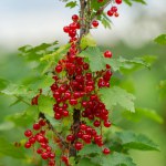 Cluster of ripe red currants hanging from branch surrounded by green leaves in garden. The concept of gardening, growing berries