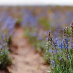 Scenic view of a blooming lavender field, showcasing rows of blue flowers. Lavender field rows perspective with shallow depth of field. Provence travel and nature concept
