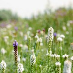 Various purple and white wildflowers in a lush meadow. Nature and diversity concept for design