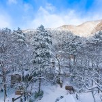 heavy snow  at Heike No Sato Village in Tochigi Prefecture, Nikko City, JAPAN