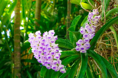 Téléchargez les photos : Gros plan Bouquet d'orchidées pourpres, (Aerides rosea Lodd. ex Lindl. Paxton). dans la forêt verte - en image libre de droit