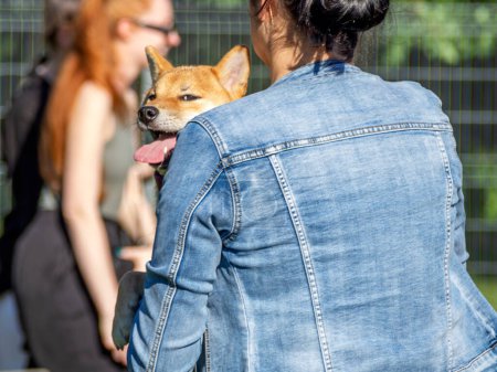 Photo for Woman plays with shiba Inu dog in the park. - Royalty Free Image