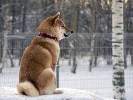 Foto de El perro abrigo rojo japonés está en el parque de invierno. Shiba inu perro macho de pie en el bosque de invierno en la nieve. - Imagen libre de derechos