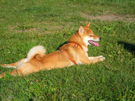 Photo for Shiba Inu plays on the dog playground in the park. Cute dog of shiba inu breed walking at nature in summer. walking outside. - Royalty Free Image