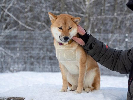 Téléchargez les photos : Homme joue avec le chien manteau rouge japonais est dans le parc d'hiver. Chien Shiba inu debout dans la forêt d'hiver sur la neige. - en image libre de droit
