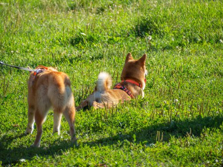 Téléchargez les photos : Shiba Inu joue sur l'aire de jeux pour chiens dans le parc. Les chiens mignons de shiba inu se promènent à la nature en été. marcher dehors. - en image libre de droit