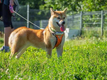 Foto de Shiba Inu juega en el patio del perro en el parque. Lindo perro de la raza shiba inu paseando en la naturaleza en verano. caminando afuera. - Imagen libre de derechos