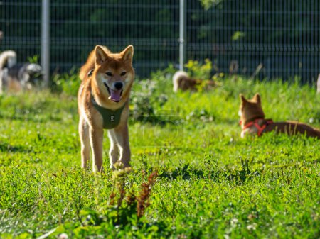 Foto de Shiba Inu juega en el patio del perro en el parque. Lindos perros de la raza shiba inu paseando en la naturaleza en verano. caminando afuera. - Imagen libre de derechos