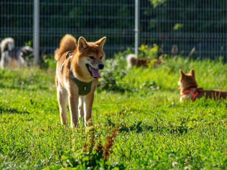 Photo for Shiba Inu plays on the dog playground in the park. Cute dogs of shiba inu breed walking at nature in summer. walking outside. - Royalty Free Image