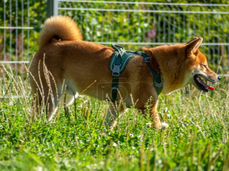 Téléchargez les photos : Shiba Inu joue sur l'aire de jeux pour chiens dans le parc. Chien mignon de race shiba inu se promenant à la nature en été. marcher dehors. - en image libre de droit
