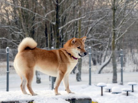 Foto de El perro abrigo rojo japonés está en el parque de invierno. Shiba inu perro macho de pie en el bosque de invierno en la nieve. - Imagen libre de derechos