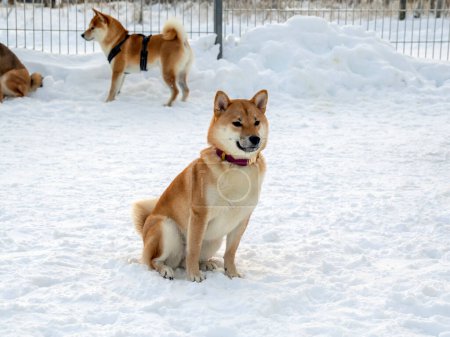 Foto de Perros abrigo rojo japonés está en el parque de invierno. Shiba inu perros machos en el bosque de invierno en la nieve. - Imagen libre de derechos