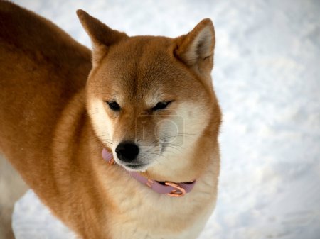 Téléchargez les photos : Chien manteau rouge japonais est dans le parc d'hiver. Chien Shiba inu debout dans la forêt d'hiver sur la neige. - en image libre de droit