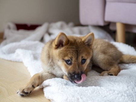 Téléchargez les photos : Portrait de petit chien Shiba Inu mignon, chiot, Gros plan. Dogecoin. Portrait de chien japonais aux cheveux roux. Couleur éclairante, crypto-monnaie, monnaie électronique. Photo de haute qualité - en image libre de droit
