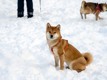 Téléchargez les photos : Japanese red coat dog is in winter forest. Portrait of beautiful Shiba inu male standing in the forest on the snow and trees background. High quality photo. Walk in winter - en image libre de droit
