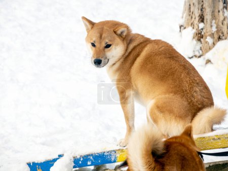 Téléchargez les photos : Chien manteau rouge japonais est dans la forêt d'hiver. Portrait du beau mâle Shiba inu debout dans la forêt sur le fond de neige et d'arbres. Photo de haute qualité. Promenade en hiver - en image libre de droit