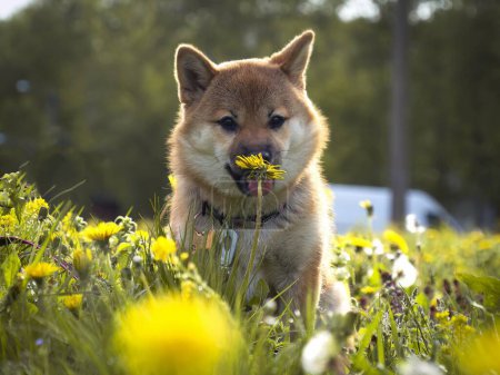 Photo for Close-up Portrait of beautiful and happy red shiba inu puppy in the green grass, small dog. Dogecoin. Red-haired Japanese dog with smile. Dandelions, daisies in the background. High quality photo. - Royalty Free Image