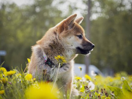 Téléchargez les photos : Gros plan du chiot shiba inu rouge dans l'herbe verte, petit chien. - en image libre de droit