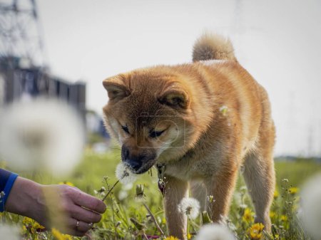 Photo for Close-up of red shiba inu puppy in the green grass, small dog. - Royalty Free Image