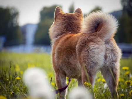 Foto de Rojo shiba inu cachorro en la hierba verde, perro pequeño. - Imagen libre de derechos