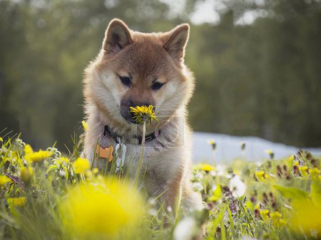 Téléchargez les photos : Gros plan Portrait de chiot shiba inu rouge beau et heureux dans l'herbe verte, petit chien. Dogecoin. Chien japonais aux cheveux roux avec sourire. Pissenlits, marguerites en arrière-plan. Photo de haute qualité. - en image libre de droit