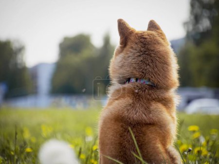 Photo for Close-up Portrait of beautiful and happy red shiba inu puppy in the green grass, small dog. Dogecoin. Red-haired Japanese dog with smile. Dandelions, daisies in the background. High quality photo. - Royalty Free Image