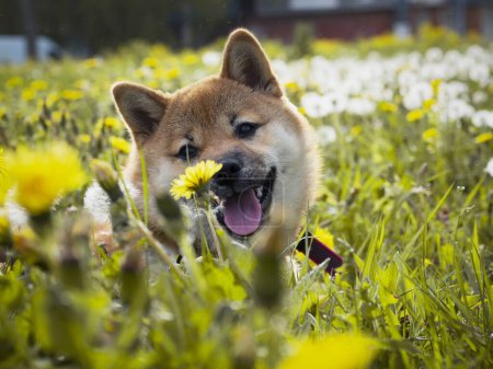 Téléchargez les photos : Gros plan Portrait de chiot shiba inu rouge beau et heureux dans l'herbe verte, petit chien. Dogecoin. Chien japonais aux cheveux roux avec sourire. Pissenlits, marguerites en arrière-plan. Photo de haute qualité. - en image libre de droit