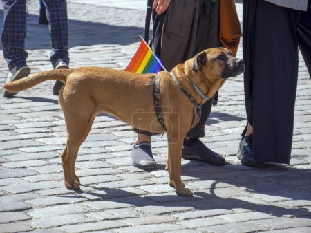 Téléchargez les photos : Un chien brun participe à la parade gay annuelle de la communauté LGBT avec une écharpe brillante autour du cou. gay pride défilé de liberté et de diversité, participants heureux marchant. Baltic Pride est un - en image libre de droit