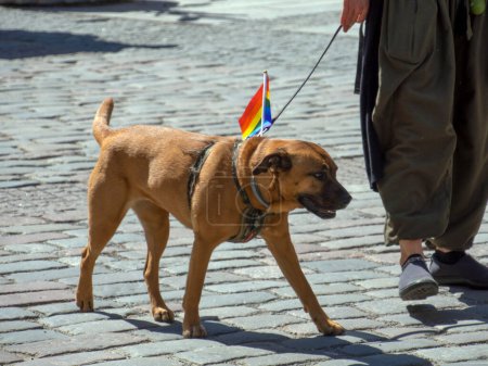 Photo for A brown dog takes part in the annual gay parade of the LGBT community with a bright scarf around his neck. gay pride parade of freedom and diversity, happy participants walking. Baltic Pride is an - Royalty Free Image