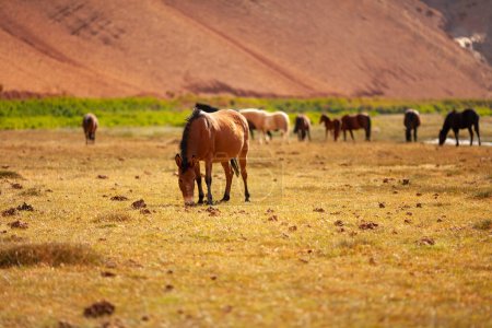 Téléchargez les photos : Pâturage de chevaux sauvages à Quebrada Paredones, Tierra Amarilla, Chili - en image libre de droit