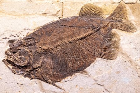 Un fósil petrificado bien conservado de un pez prehistórico que muestra detalles intrincados de la estructura esquelética de los peces, escamas y aletas..