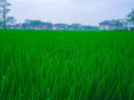 Téléchargez les photos : Rice fields with rice plants that are still green are photographed in the morning, views of rice fields in the morning in Indonesia - en image libre de droit