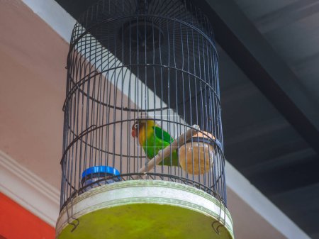 Téléchargez les photos : Fischer's Lovebirds (Agapornis fischeri) in a cage hanging above the house - en image libre de droit