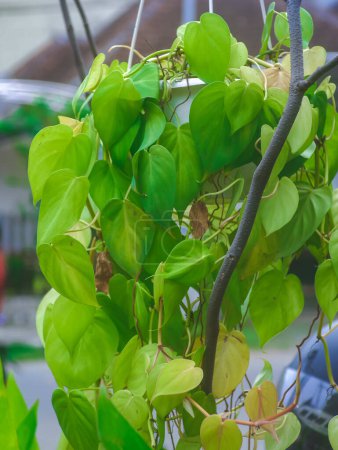 Photo for Heart shaped philodendron hanging outside the house. Philodendron hederaceum - Royalty Free Image