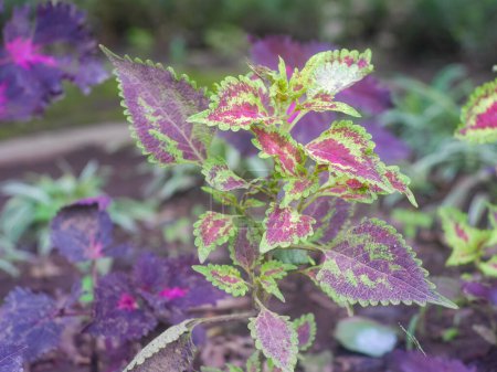Coleus a genus of annual or perennial herbs or shrubs. Coleus leaves contain phenolic and flavonoid compounds which can function as antioxidants and counteract free radicals